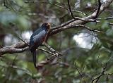 18_Massena's trogon (Slaty tailed trogon), Tortuguero